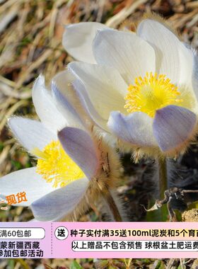 毛茛科春白头翁白花紫背5粒
