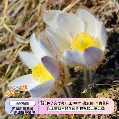 毛茛科春白头翁白花紫背5粒