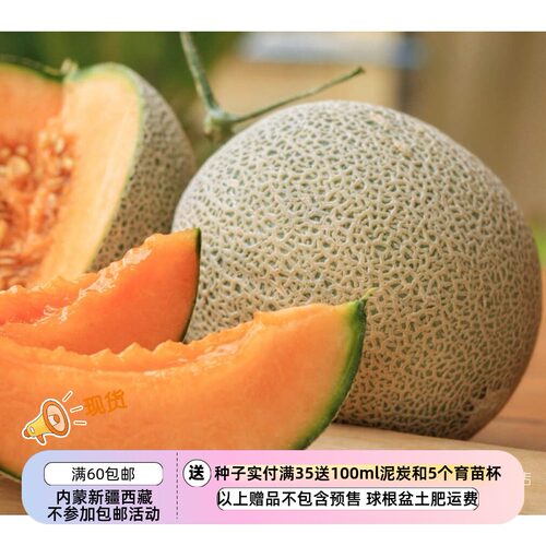 疯狂的小羊夏朗德香瓜传家宝品种