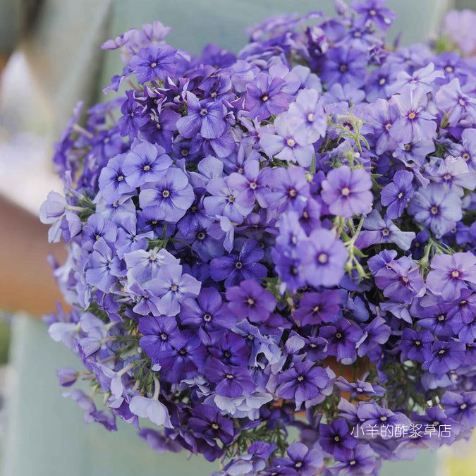 【种子】有香味 盆栽切花福禄考美丽的蓝色 10粒