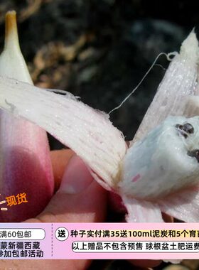 可食用红心凤梨草莓香蕉凤梨