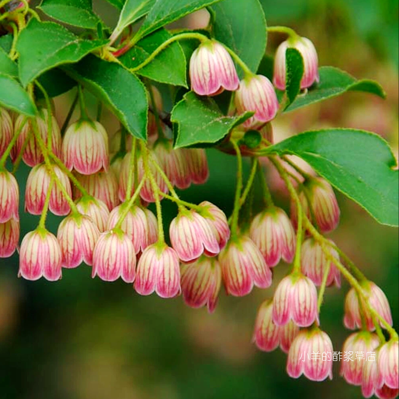 【种子】杜鹃花科灌木小乔木  日本 红脉吊钟花  5粒