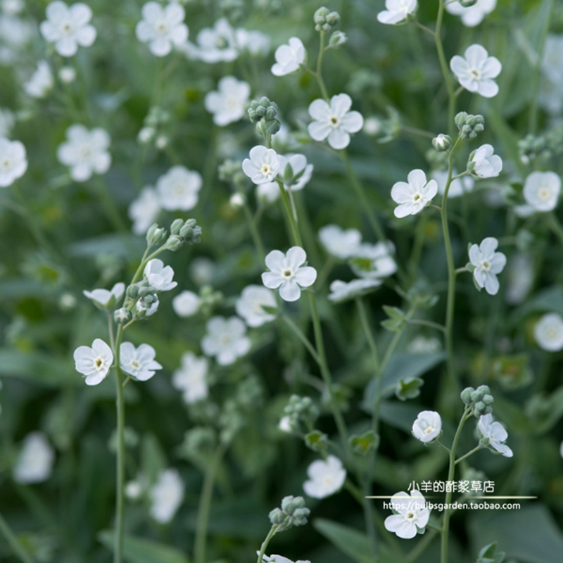 小清新一年生阿根廷勿忘我种子