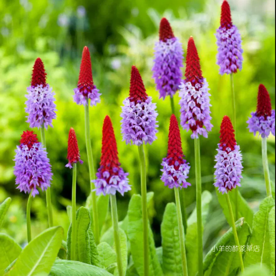 【种子】多年生  报春花科 花园功绩奖 樱草 棒棒糖报春  10粒