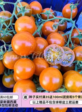 【种子】蔬菜种子樱桃番茄  传家宝 深橙色马斯科特樱桃 5粒
