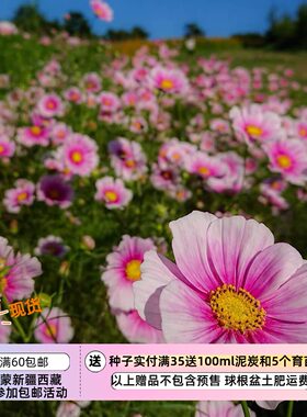 疯狂的小羊新手友好波斯菊