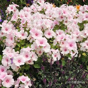 【种子】夏季耐热可以盆栽  矮生锦葵 粉色腮红 10粒