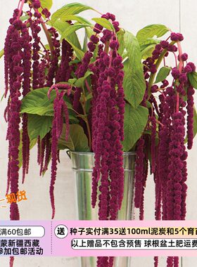 【种子】花种子  装饰切花型 苋属 苋菜 千穗谷  20粒
