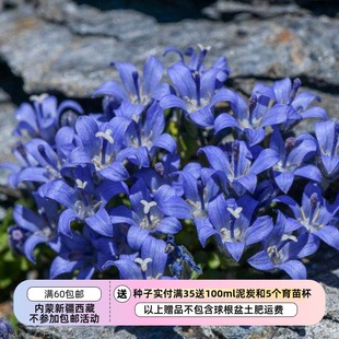 【种子】有难度 多年生 桔梗科 塞尼山风铃草 10粒