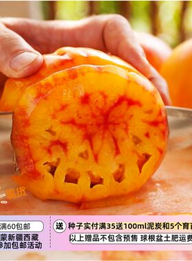 传家宝种子新手推荐菠萝牛排