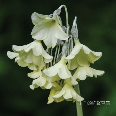 【种子】多年生 报春花科 月光樱草 杂色钟报春 10粒 混色