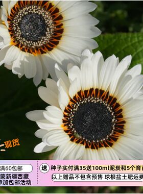 疯狂的小羊海角雏菊白色