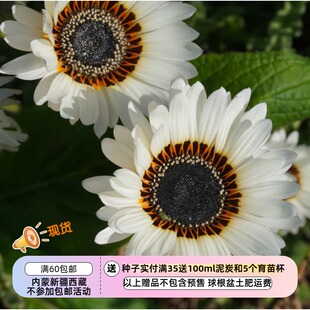 【种子】一年生 草原君主 海角雏菊 祖鲁王子白色 10粒