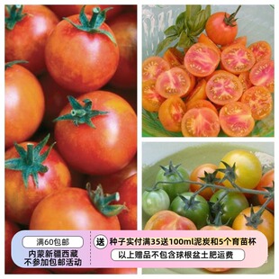 【种子】一年生 小型番茄 西红柿 无限生长型 伊希斯糖果 5粒