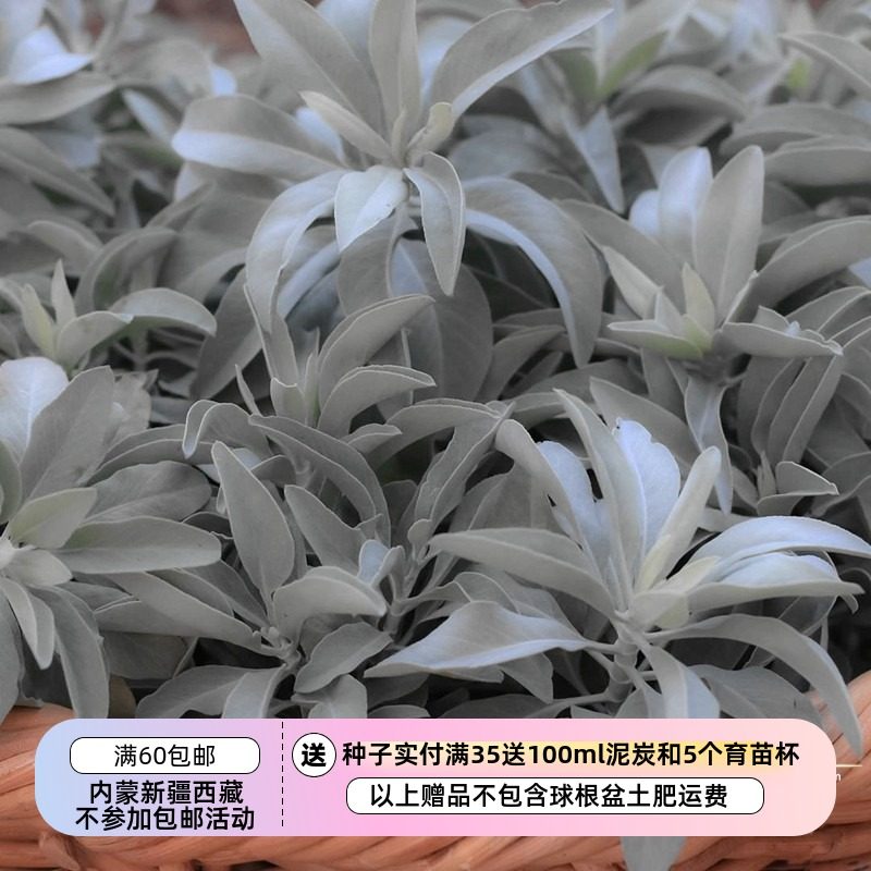 【种子】 香草 唇形科 灌木鼠尾草 加州白色鼠尾草 5粒,鲜花速递/花卉仿真/绿植园艺,家庭园艺种子,淘宝优惠券,粉丝福利购,淘宝优惠卷