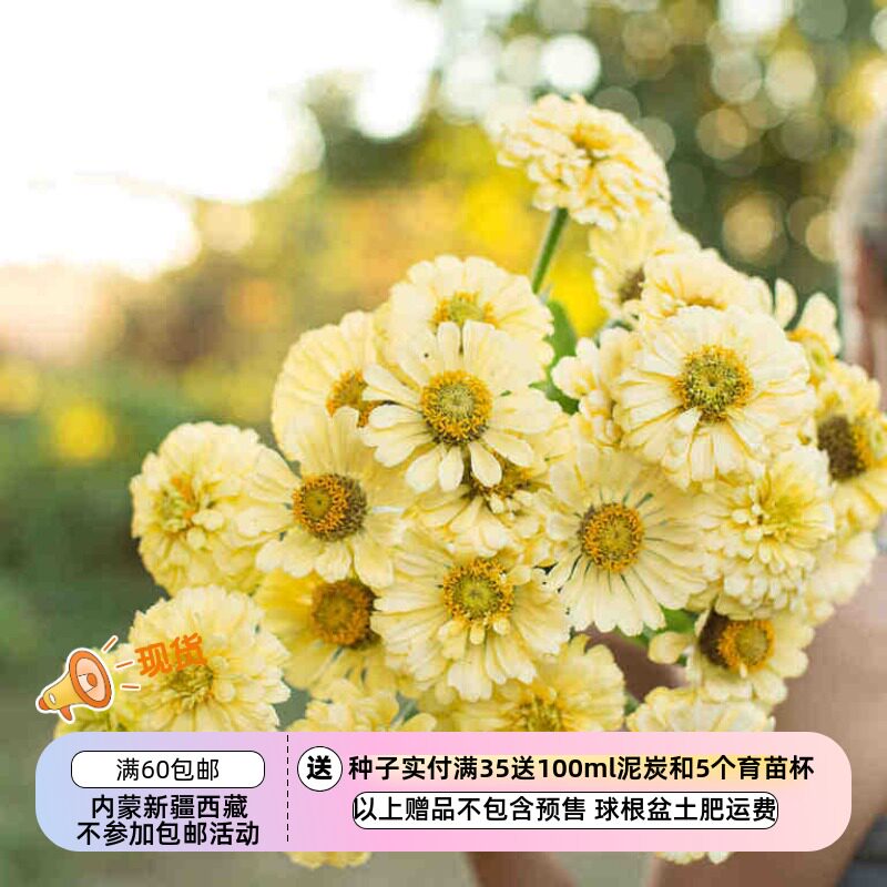 【种子】一年生夏季耐热 大花百日草 伊莎贝拉 奶油黄色 10粒 - 实物图
