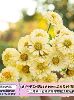 【种子】一年生夏季耐热 大花百日草 伊莎贝拉 奶油黄色 10粒