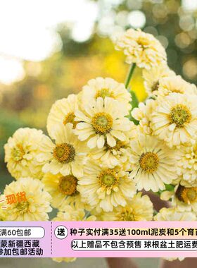 疯狂的小羊夏季耐热百日草