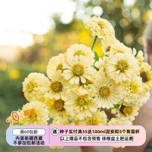 【种子】一年生夏季耐热 大花百日草 伊莎贝拉 奶油黄色 10粒
