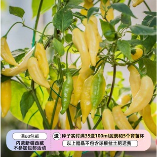 【种子】传家宝种子   辣椒  柠檬柑橘香气  柠檬滴 5粒