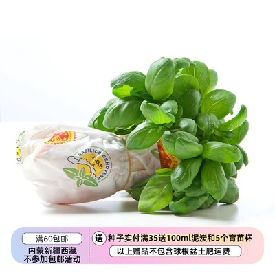 香草意大利青酱罗勒热那亚