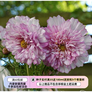 【种子】一年生夏季耐热 半重/重瓣波斯菊 双击粉双色 10粒