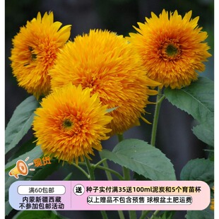【种子】一年生夏季耐热 多头分枝型 向日葵 重瓣太阳王 5粒