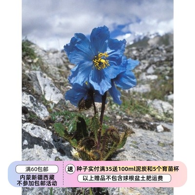 进口种子多年生10粒绿绒蒿