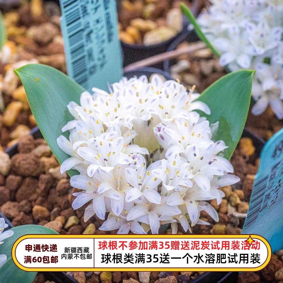 【球根】9-10月种植 原生种剑叶立金 白色花