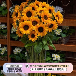 【种子】进口种子  夏季耐热 切花型 向日葵 文森特  橘子 5粒