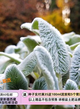 毛茸茸的耳朵进口种子