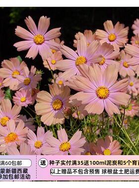 【种子】 一年生 夏季耐热植物 波斯菊 橙色校园  10粒