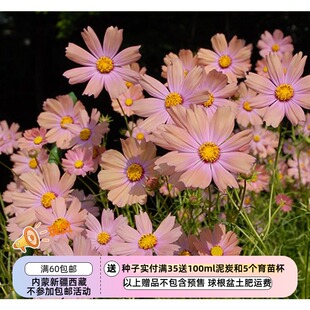 【种子】 一年生 夏季耐热植物 波斯菊 橙色校园 10粒