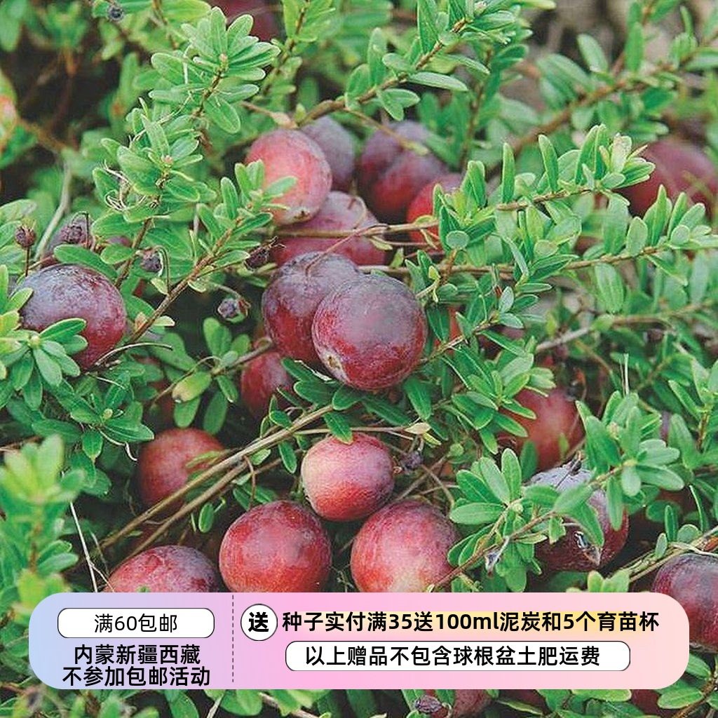 【种子】 大蔓越莓大果越橘 VACCINIUM macrocarpon 10粒,鲜花速递/花卉仿真/绿植园艺,家庭园艺种子,淘宝优惠券,粉丝福利购,淘宝优惠卷