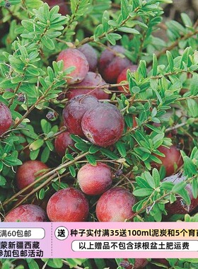【种子】 大蔓越莓大果越橘 VACCINIUM macrocarpon 10粒