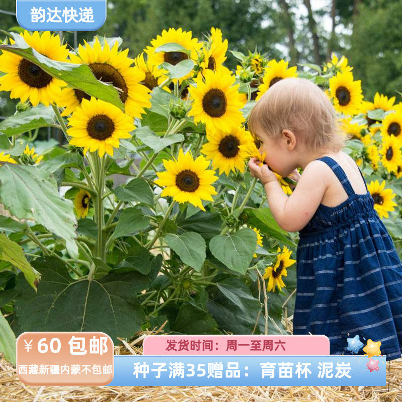 【种子】夏季耐热  矮生向日葵 橙色小矮人 5粒
