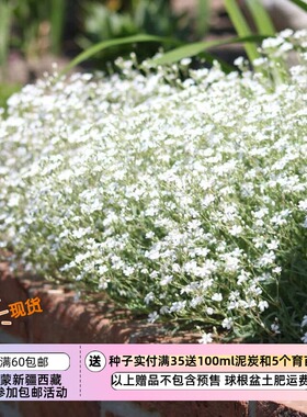 【种子】 石竹科 匍匐生长 蔓枝满天星 白色新娘头纱 10粒