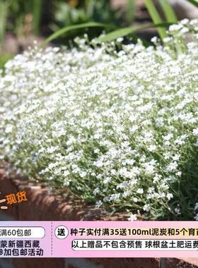 疯狂的小羊蔓枝满天星