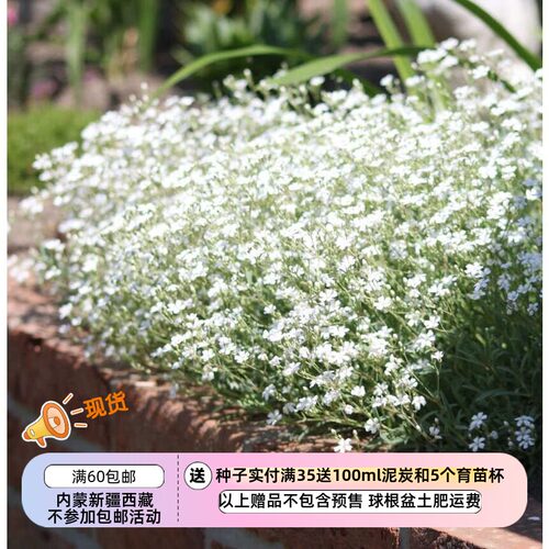 疯狂的小羊蔓枝满天星