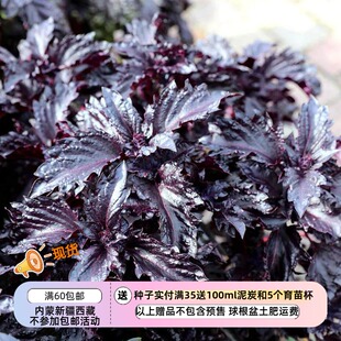 【种子】可烹饪食用香草 卷曲叶子的 紫红色罗勒 10粒