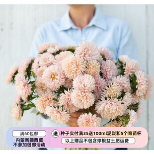 【种子】进口种子 一年生 切花型重瓣翠菊 国王杏色 10粒