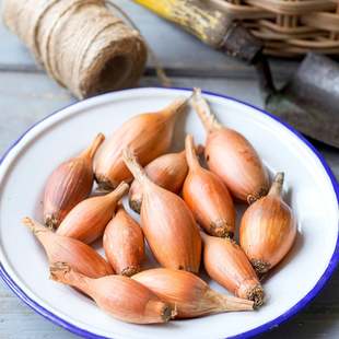 【种子】味道浓郁  鱼雷状椭圆形小洋葱 伊利斯塔 10粒