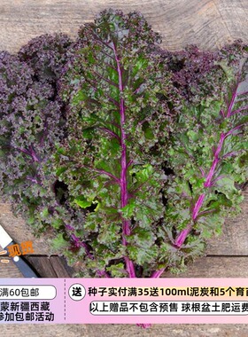 【种子】口感爽脆 紫色叶脉叶茎 赤红色卷叶羽衣甘蓝 10粒