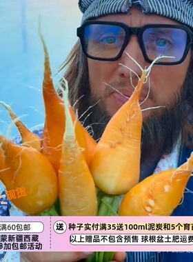 【种子】传家宝老品种 长得像胡萝卜的水萝卜 黄色“胡萝卜”10粒