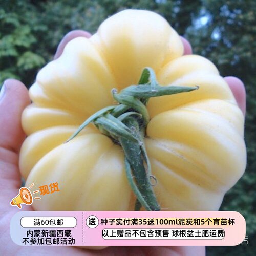 【种子】传家宝品种无限生长型 牛排番茄 西红柿 白美  5粒