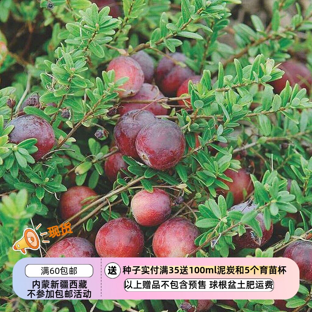 大蔓越莓大果越橘多年生