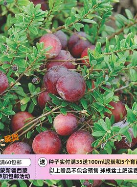 大蔓越莓大果越橘多年生