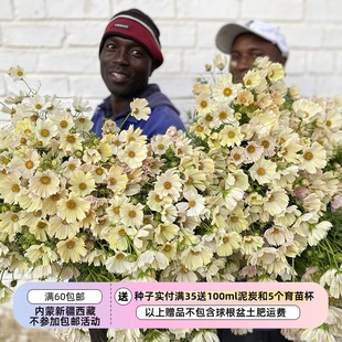 【种子】进口种子 耐热植物 新品波斯菊 浅黄桃背 KIIRO 10粒