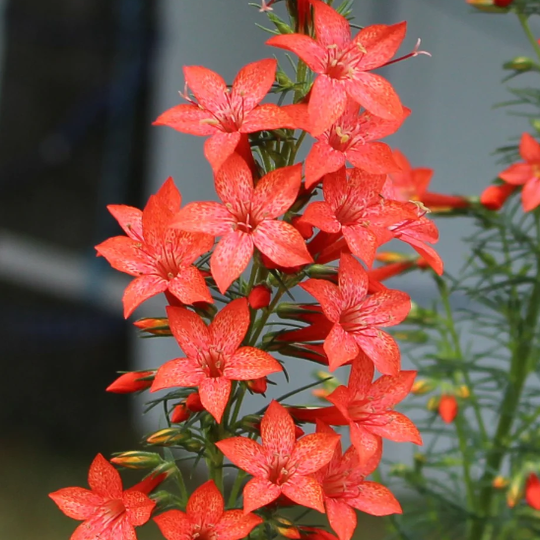 【种子】两年生至多年生 红花红杉花 10粒