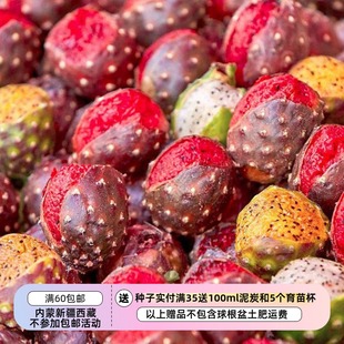 【种子】多种颜色果实 可食用 管风琴仙人掌  5粒